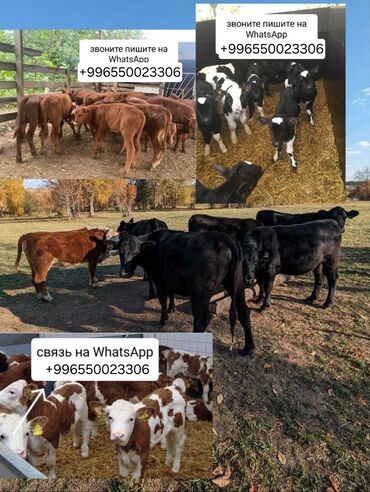 породы собак в бишкеке: Продаю | Бык (самец), Тёлка, Музоо, торпок | На откорм, На забой, Для разведения