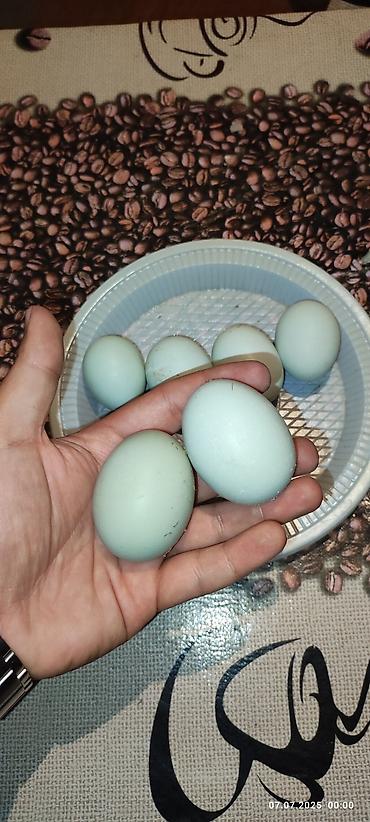 bezekli qoyun sekilleri: Salam xarici sort mavi yumurtlayan toyuqlar ve yumurtaları satılır çox — 5