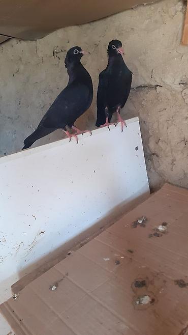 Heyvanlar: Bir cut rasiya sortu qara kekilli aq dimdik balalar satilir.qiymeti 30 — 6