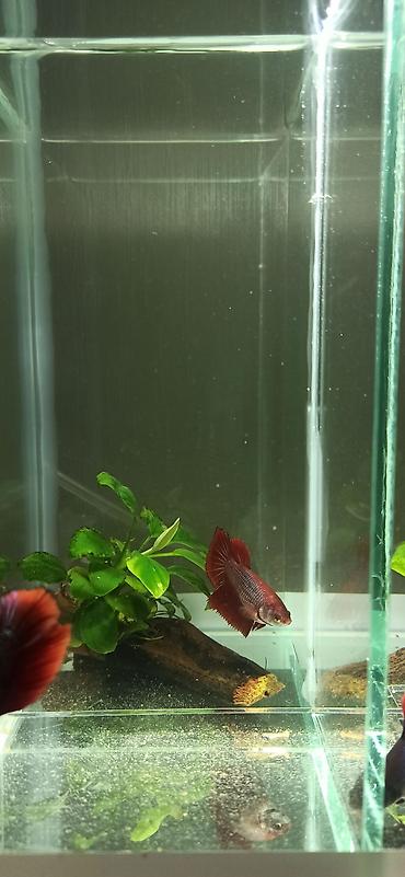 belamor balığı: Betta (Petuşok balığı), Yırtıcı — 3