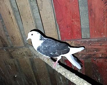 Голуби: Sağlam goyercinlerdi içinde pavlinnen qatisi olanlarida var hamisi — 5