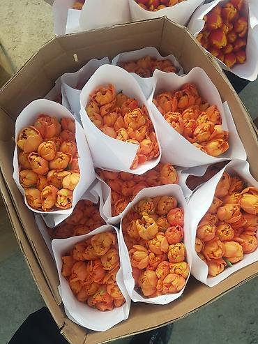 Букеты из живых цветов: 🔥 **ТЮЛЬПАНЫ ОПТОМ К 8 МАРТА ПРЯМО ИЗ ТЕПЛИЦЫ** 🔥 Голландские at lalafo.kg — 21 Букеты из живых цветов: 🔥 **ТЮЛЬПАНЫ ОПТОМ К 8 МАРТА ПРЯМО ИЗ ТЕПЛИЦЫ** 🔥 Голландские — 21