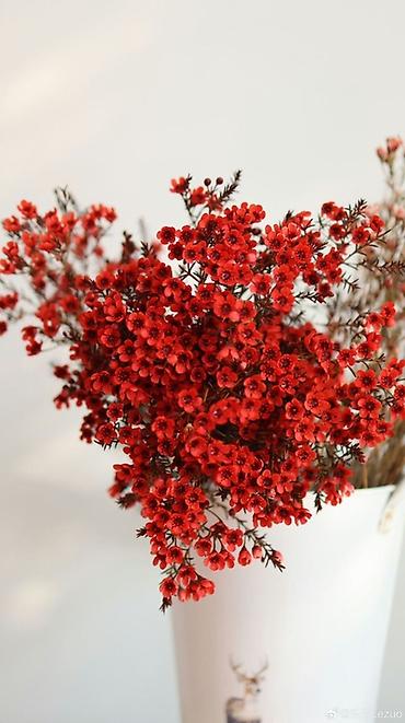 Ветка ваксии (Chamelaucium) с насыщенно‑красными мелкими цветками. -