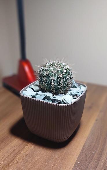 Otaq bitkiləri: Qara plastik qabda olan bu şirəli bitki otağınıza və ya ofisinizə — 3