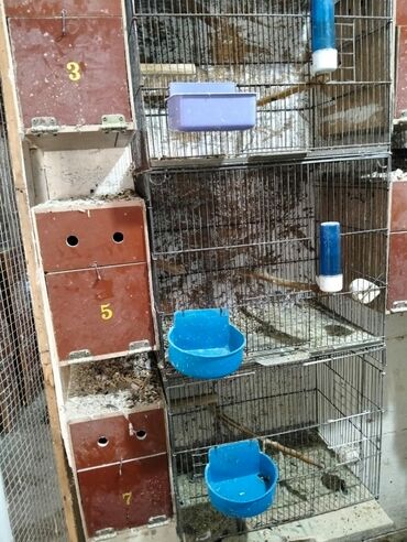 Yuvalar: Kerella yuva 7 eded 4 Iran qefesi 10 eded 10 azn Balaca yuva 47 eded — 7