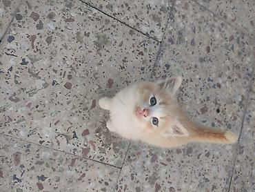 Pişiklər: Yaxşı əllərə — 7