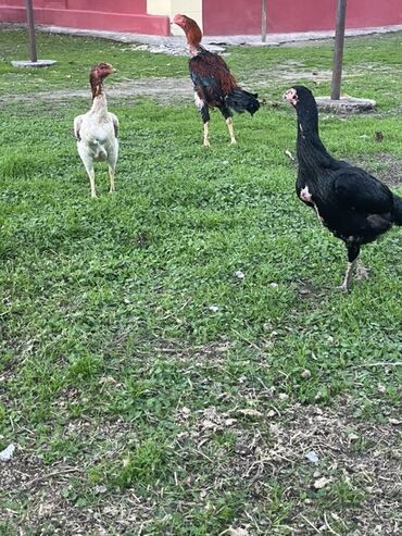 bmw 3 серия 330xi at: Курица, Для разведения