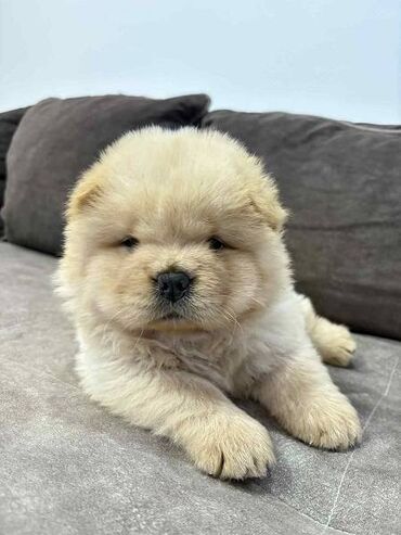 Psi: Čistokrvni CHOW-CHOW štenci Na prodaju čistokrvni CHOW-CHOW štenci