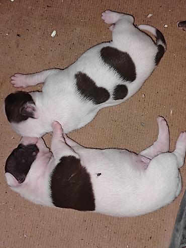 İtlər: Pitbul, 1 ay, Dişi, Ödənişli çatdırılma -da lalafo.az — 10 İtlər: Pitbul, 1 ay, Dişi, Ödənişli çatdırılma — 10