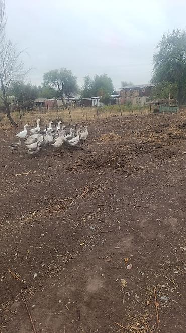 Продам с/х животных: На продажу: домашние гуси (молодняк и взрослые особи), стадо смешанной — 4