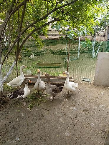 meyn kun qiymeti: Salam ana qazlar satilir 34manat 6denedi — 1