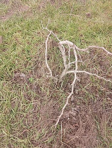 meyvə ağaclarının satışı: Satılır. Bakı üzüm sarı . birde nar ağacı . ikisidə şit torpaq — 1