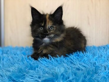 хочу купить кошку: Породистый котёнок мейн-кун, окраса черепаховый (tortie). На фото —