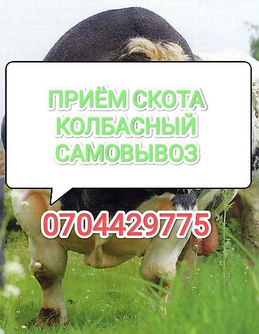 эрмен чоп: Колбаса цехи, Жеке жак : Уйлар, букалар, Жылкылар, аттар, | Союлган, Союуга, этке, Күнү-түнү — 1