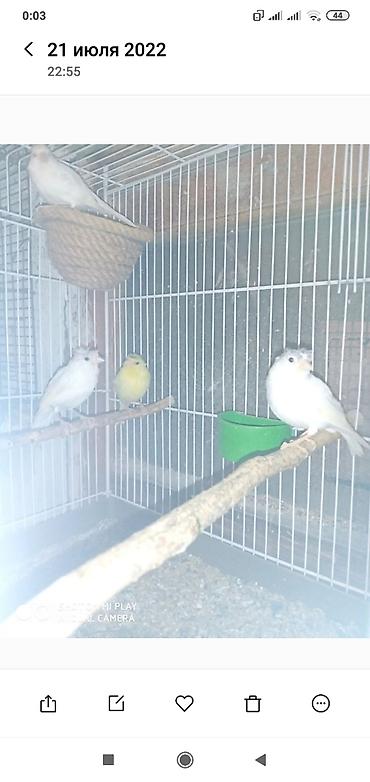 bulbul satılır: Super bül bul lərin kanareyka konor solovey ağ Erkey oxuyan bala — 6
