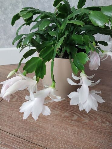 белая орхидея: Отростки (свежий срез) белого декабриста 80 сом. 
7 мкр