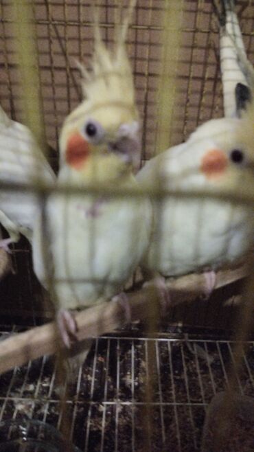 Tutuquşları: Məhsul: Nimfa (Cockatiel) tutuquşuları – ağ-sarı rəngli, yanaqlarda — 9