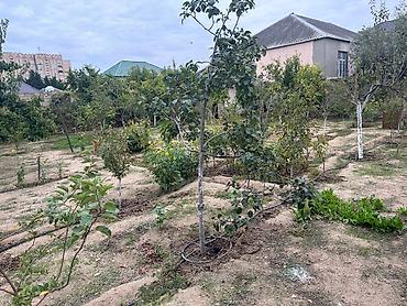Bağ evlərinin satışı: SAHIBINDEN 🏡 ALBALILIQDA MÖHTƏŞƏM BAĞ EVİ – HƏM YAŞAYIŞ, HƏM DƏ — 14