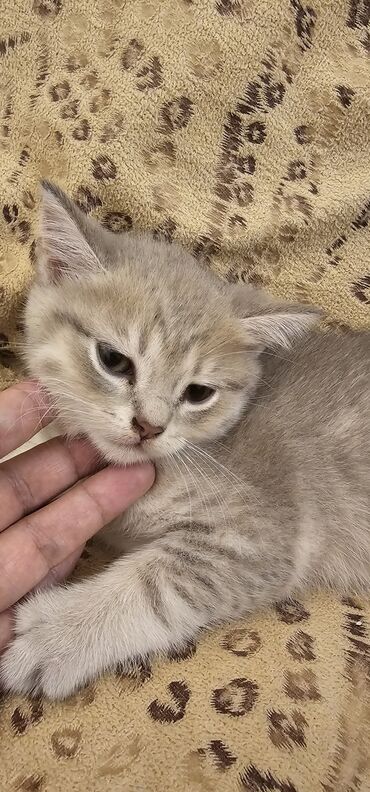 pişik yarım tip: Yaxşı əllərə