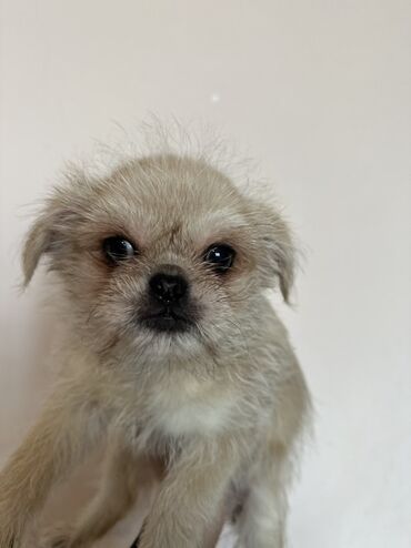 İtlər: Miniatür balaca it balaları - Cins: kiçik ölçülü dekorativ — 6