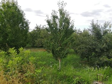 Torpaq sahələrinin satışı: 12 sot, Tikinti, Mülkiyyətçi, Kupça (Çıxarış) -da lalafo.az — 5 Torpaq sahələrinin satışı: 12 sot, Tikinti, Mülkiyyətçi, Kupça (Çıxarış) — 5