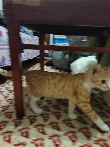 Продажа кошек: КОТЁНОК МАЛЬЧИК 2,5 МЕСЯЦА. Милый рыжебелый котёнок с короткой — 20