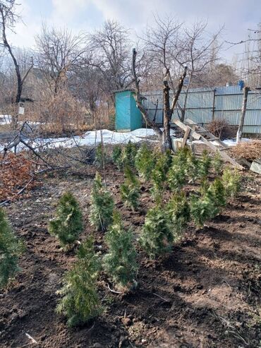 Декоративные деревья: Саженцы деревьев: Туя, Самовывоз