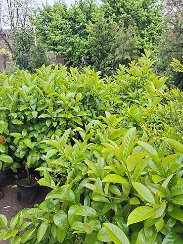 Ağaclar: Ağac, gullerin satişi — 6