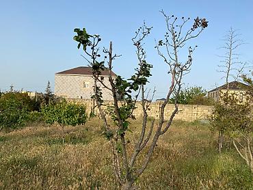bagi: 12 sot, Tikinti, Mülkiyyətçi, Kupça (Çıxarış) — 6