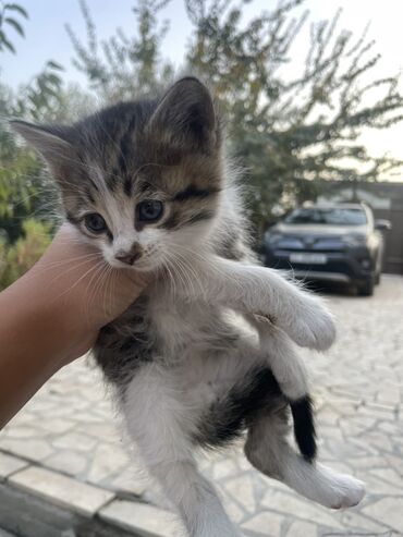 кошка домашняя: Очаровательные котята с ярким окраcом: - Окрас: классические