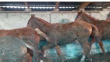 Лошади, кони: Продаю | Жеребенок | Дончак | Для разведения | Племенные — 8