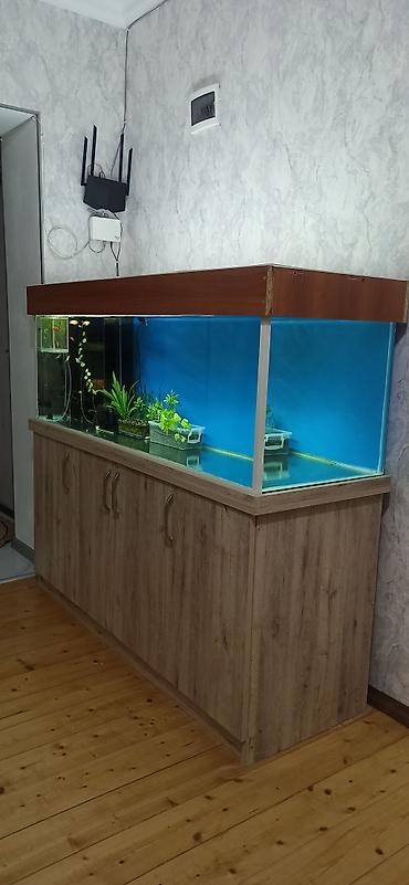 akvarium işığı: Hazır akvaryum satılır dəst şkafla birgə 150 cm uzuluqudu şkaf təzədi — 1