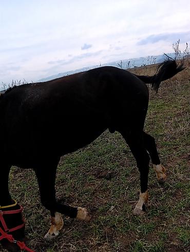 Лошади, кони: Продаю | Жеребец | Рабочий | Мерин — 4