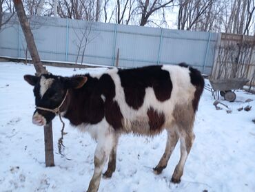 Коровы, быки: Продается бычок возраст: 3.5-месяц порода: Чуйский Алатоо цена: 45