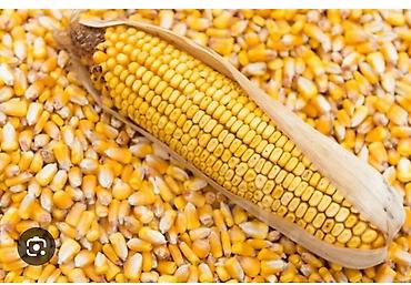 Продукты питания: Кукуруза — 1