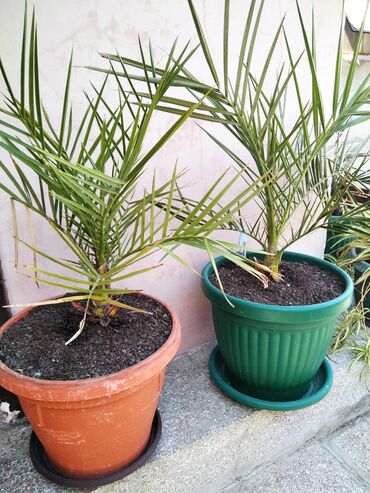 Sobne biljke: Palme-od 20-80cm.Cene od 300din.do 5000din.Zovite za vise Kontakt