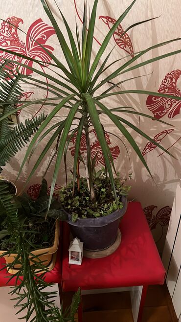 Otaq bitkiləri: Her nov guler var endirimnen verecem Gencedi istiyen yazsin satiş — 88