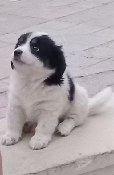 bala afcarka: Pekines, 1 ay, Dişi, Peyvəndli, Ödənişli çatdırılma