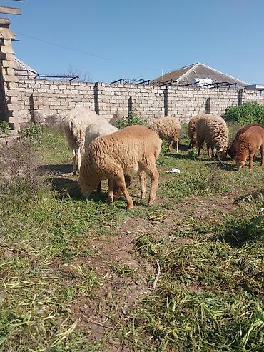 Qoyunlar, qoçlar: Razılaşma yolu ilə çox təcili satılır.balalı balasız fərq etmir — 25