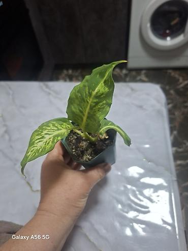 Другие комнатные растения: Продается вариегатная орхидея араукария адениум доллар — 6