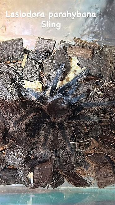 mal inək: Məhsul: Seçmə tarantula balaları (sling) Növlər: - Brachypelma vagans — 3