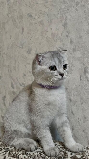 Pişiklər: Şotland yastı qulaq, Dişi, Yaxşı əllərə, Ödənişli çatdırılma — 19