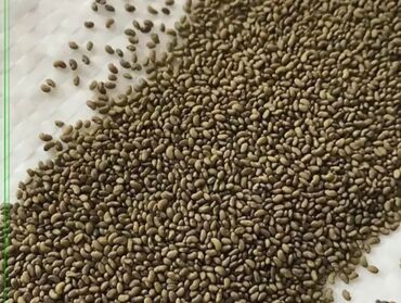 Другие виды семян и саженцев: Ассалому Алейкум Продаются семина люцерна Карабалтинский местный 100%