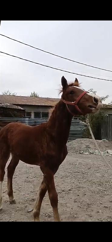 жалал абад кошка: Сатам | Тай | Дончак | Көбөйтүү үчүн — 7