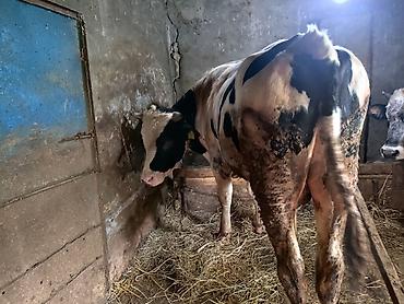iney: Simental tipli qara-ağ alaca inək/buzaq. - Yaş: təxminən gənc dişi — 1