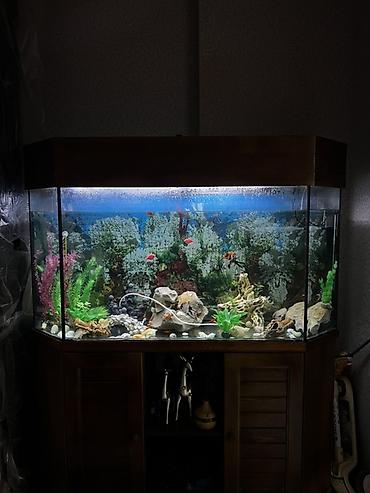 Böyük 450 l akvarium. Wkafi demiz aqacdandi wiwmir curumur indiki lalafo.az -da — 4 Böyük 450 l akvarium. Wkafi demiz aqacdandi wiwmir curumur indiki — 4