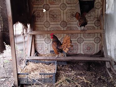 канарейка птица: Продаю яйца и цыплят от кур породы Сибрайт карлики . Дорого