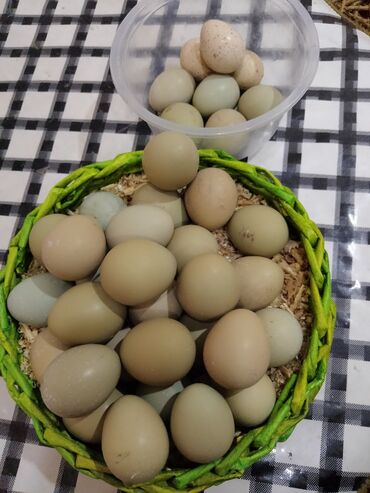 продам яйца: Кыргоолдун жумурткасы сатылат 
баасы договор