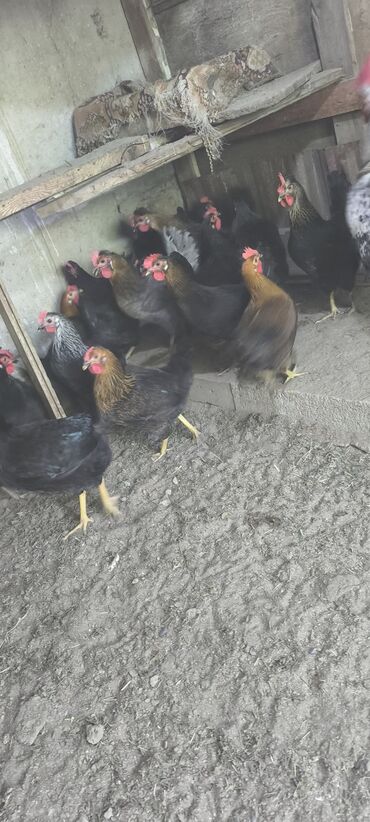Toyuqlar: Toyuq, Australorp, Yumurtalıq, Ünvandan götürmə