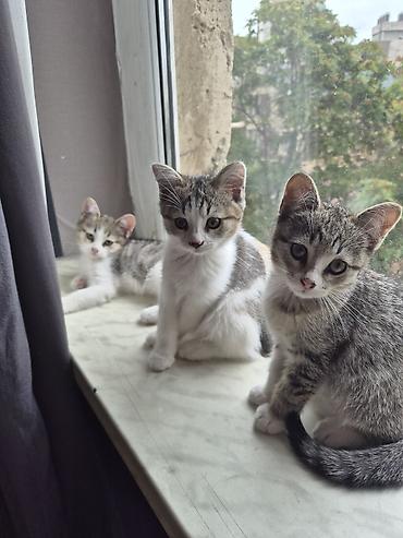 Tabbi, Yaxşı əllərə